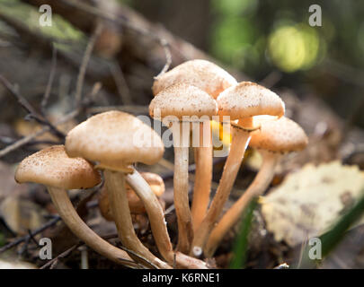Nahaufnahme der essbaren Pilze Honig blätterpilze Stockfoto