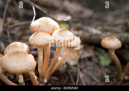 Nahaufnahme der essbaren Pilze Honig blätterpilze Stockfoto