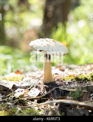 Nahaufnahme der essbaren Pilze Honig blätterpilze Stockfoto