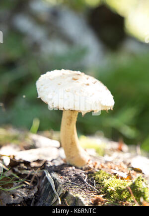 Nahaufnahme der essbaren Pilze Honig blätterpilze Stockfoto