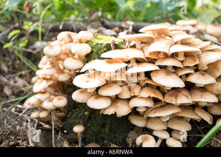 Nahaufnahme der essbaren Pilze Honig blätterpilze Stockfoto
