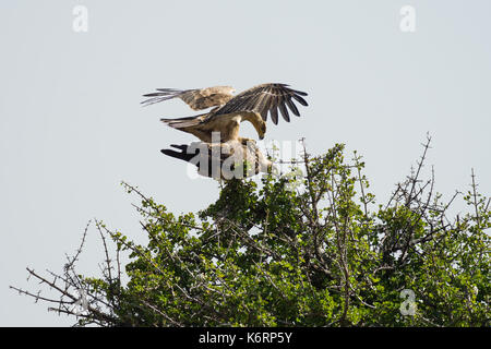 Tawny Eagle (Aquila rapax) Paar Paaren auf Ast, Masai Mara, Kenia Stockfoto