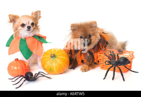 Hunde und Halloween vor weißem Hintergrund Stockfoto