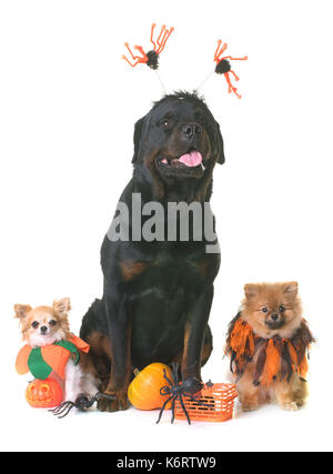 Hunde und Halloween vor weißem Hintergrund Stockfoto