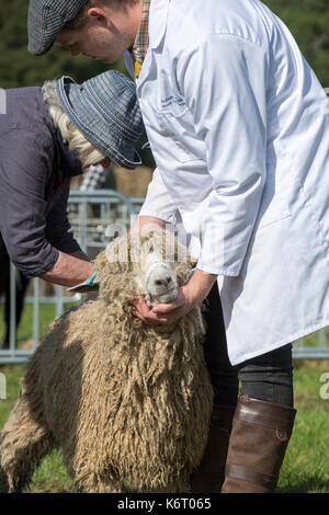 Frau Beurteilung eines Lincoln Longwool Schafe am Henley Land zeigen, Oxfordshire, Großbritannien Stockfoto