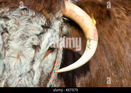 Bos primigenius. Englisch Longhorn Kuh an Moreton in Marsh Land zeigen, Gloucestershire. Großbritannien Stockfoto