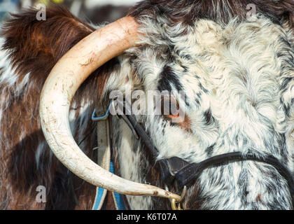 Bos primigenius. Englisch Longhorn Kuh an Moreton in Marsh Land zeigen, Gloucestershire. Großbritannien Stockfoto