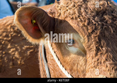 South Devon Stier an Moreton in Marsh Land zeigen, Gloucestershire. Großbritannien Stockfoto