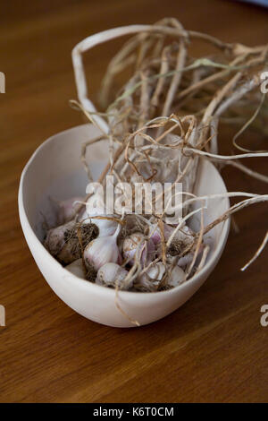 Home gewachsen Knoblauch Tücher in einem keramischen Topf auf einem Holz- Oberfläche Stockfoto