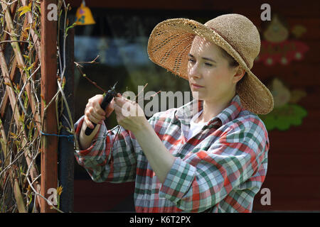 Frühling im Garten, Pflege der Pflanzen. Traube, die Frau mit dem trockenen Wein Reben beschnitten. Der Gärtner pruns die Reben. Stockfoto