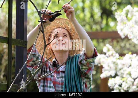 Frühling im Garten, Pflege der Pflanzen. Traube, die Frau mit dem trockenen Wein Reben beschnitten. Der Gärtner pruns die Reben. Stockfoto