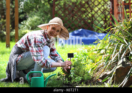 Bewässerung von Pflanzen auf den Betten. Pflege der Pflanzen im Garten. Anpflanzung von Kräutern auf den Blumenbeeten. Frau Pflanzen Pflanzen in Garten im Hinterhof. Stockfoto