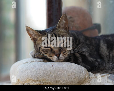Eine Nahaufnahme einer Katze ruht auf einer Wand, irgendwo im Süden von Frankreich. Stockfoto