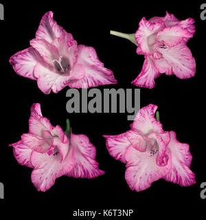 Rosa-weiß blühenden Gladiolen auf schwarzem Hintergrund Stockfoto