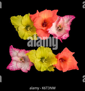 Gruppe von blühenden Blumen (Gladiolus, Schwertlilie) auf schwarzem Hintergrund Stockfoto