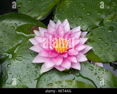 Detail einer rosa Seerose Stockfoto