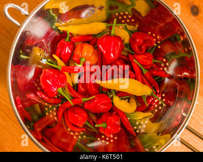 Frisch geerntete Chilis (Birds Eye, Aji Limón und Scotch Bonnet) in einer Küche Sieb. Stockfoto