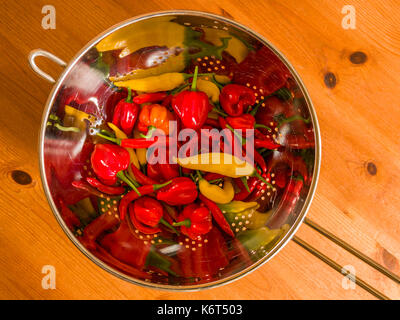 Frisch geerntete Chilis (Birds Eye, Aji Limón und Scotch Bonnet) in einer Küche Sieb. Stockfoto