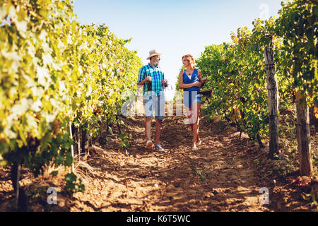 Schöne lächelndes Paar gehen durch einen Weinberg und Weinproben. Stockfoto
