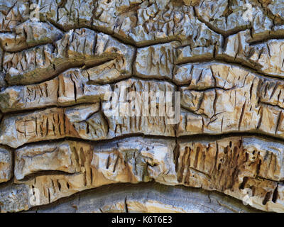 Nahaufnahme der Struktur eines Baumstamms in warmem Klima. Stockfoto