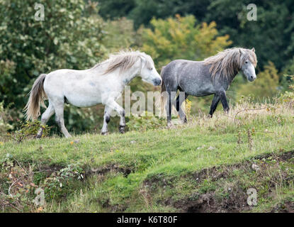 Zwei wilde Ponys Stockfoto