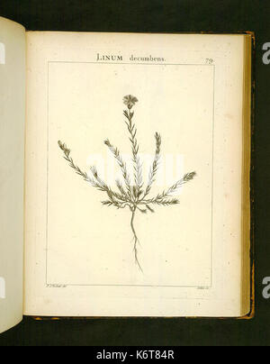 Flora Atlantica (Platte 79) BHL 306162 Stockfoto