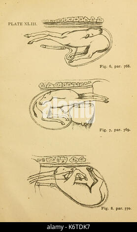 Elementare Vorträge über die Tierärztliche Wissenschaft BHL 21324348 Stockfoto