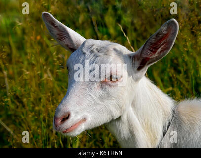 Porträt eines weißen jungen Ziege close-up-Horoskop Zeichen von 2015 für das neue Jahr. Stockfoto