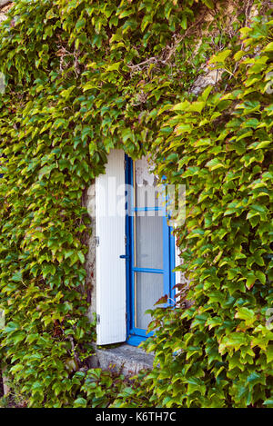Kriechgang bedeckten Wänden von einem Haus in der Bretagne Stockfoto
