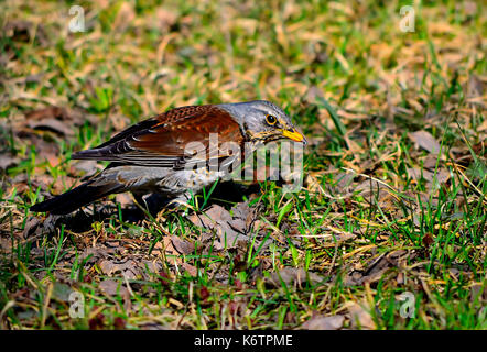 Vogel thrush Wacholderdrossel (Turdus pilaris) ist auf der Suche nach Futter im Frühling Gras. Wacholderdrossel ist Kommunikativsten Vogel aus allen Drosseln. Stockfoto