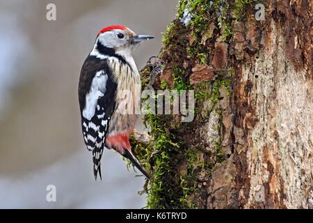 Frankreich, Doubs, Pic mar (Dendrocopos medius), hiver Stockfoto