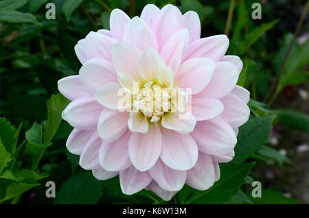 Dahlie Brackenridge Ballerina eine kleine Seerose Dahlia mit kleinen rosa Blüten Stockfoto