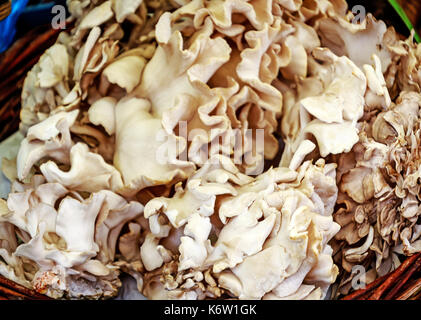 Der Grifola frondosa, oder Maitake Pilz ist allgemein als Henne der Wälder bekannt, Ram's Head oder Sheeps Head. Stockfoto