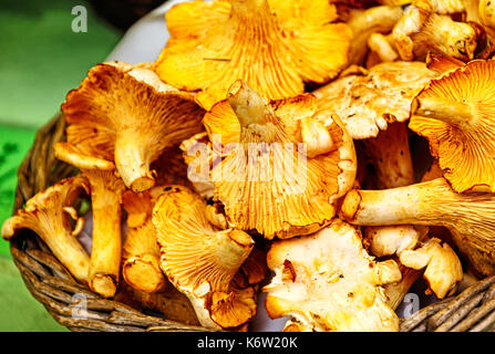 Pfifferlinge auch bekannt als Yellowlegs oder Girolle (Cantharellus Cibarius) Stockfoto