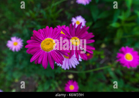 Rosa und purpurnen Blüten von Malte daisy im Garten wächst. Stockfoto