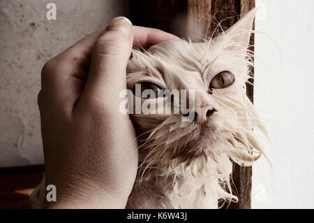 Katze nach Bad Stockfoto