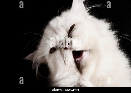 Lustige Kitty Stockfoto