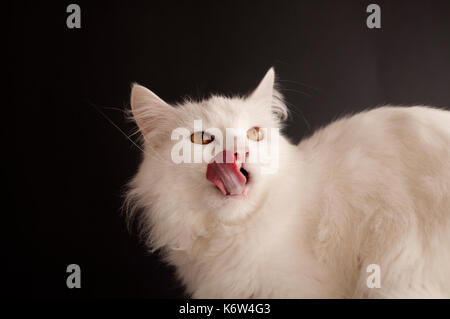 Weiße Katze Stockfoto