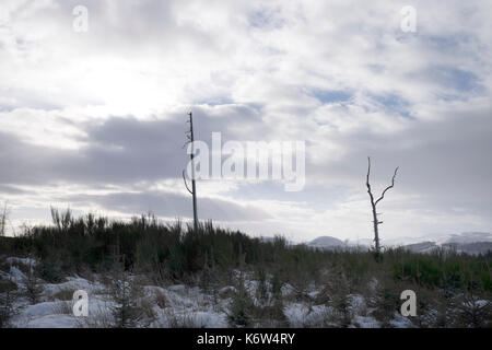 Views um cnoc Mor in der Nähe von Strathpeffer in den schottischen Highlands Stockfoto