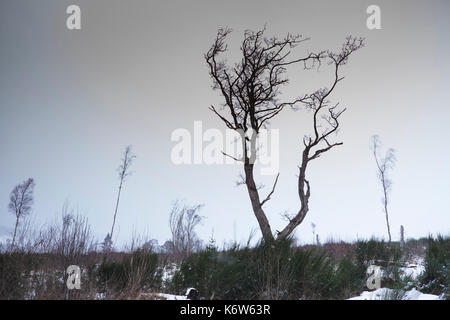 Views um cnoc Mor in der Nähe von Strathpeffer in den schottischen Highlands Stockfoto