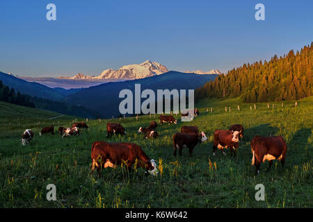 Abondance Kühe in der Wiese auf den Col Des Aravis (Höhe 1486 m) mit Mont Blanc, 40 km Abstand, durch den späten Abend Sonne beleuchtet. In der Nähe von La Clusaz, Haute Stockfoto