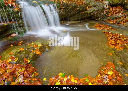 Creek in Irati Dschungel, Pyrenäen, Navarra, Spanien. Stockfoto