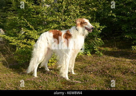 Barsoi Hund im Wald gesehen, auf der Ebene von Heather in der Blüte. Stockfoto