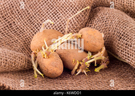 Kartoffeln mit langen Triebe auf Sack Stockfoto