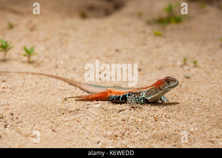 Gemeinsame Schmetterling Echse (Leiolepis belliana), im Sand, Hong Ong Island, Vietnam Stockfoto