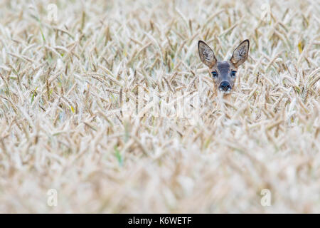 Europäische Reh (Capreolus capreolus) im Maisfeld, Emsland, Niedersachsen, Deutschland Stockfoto