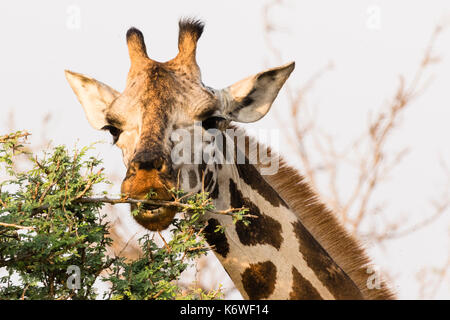 Rothschild Giraffe (Giraffa Camelopardalis rothschildi), Essen, Tierporträt, Murchison Falls National Park, Uganda Stockfoto