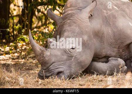 Nördlichen weißen Nashörner (Rhinocerotidae) Arten, Schlafen, Tier Portrait, Ziwa Rhino Sanctuary, Uganda Stockfoto
