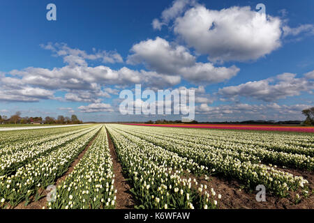 Tulip blühende Felder in der Nähe von Alkmaar, Noord-Holland, Niederlande Stockfoto