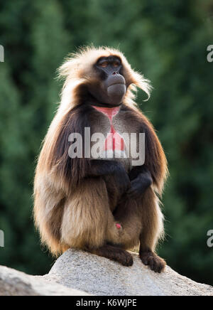 Gelada (Theropithecus gelada), männlich, Alpha-männchen, sitzen auf den Felsen, Captive Stockfoto